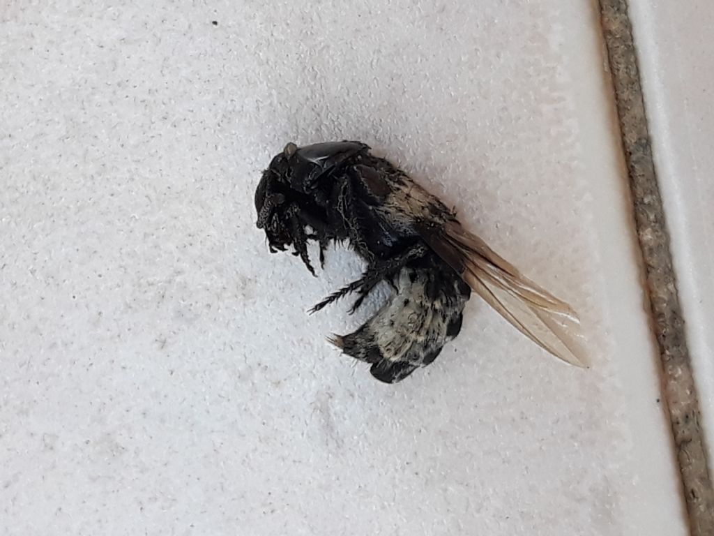 Imenottero ?   No, Coleottero Staphylinidae: Creophilus maxillosus